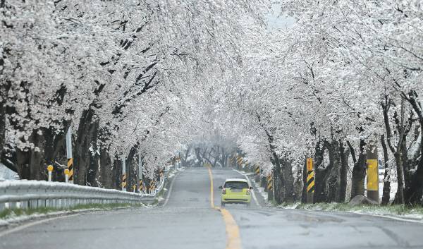 14일 경남 함양군 백전면 50리 왕벚꽃터널에서 밤새 내린 눈이 하얗게 쌓여있다. 함양군 제공