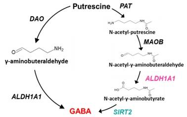 푸트레신(Putrescine)에서 가바(GABA)로의 생성 경로. 푸트레신은 여러 단계를 거쳐 억제성 신경전달물질인 가바(GABA)로 전환된다. 먼저 푸트레신은 N-아세틸-푸트레신으로 바뀌고, 여기에 MAO-B 효소가 작용해 N-아세틸-γ-아미노뷰티르알데하이드라는 중간 물질이 생성된다. 그다음 ALDH1A1 효소가 이 물질을 N-아세틸-GABA로 바꾸며, 마지막으로 SIRT2 효소가 작용해 GABA가 최종 생성된다. 이번 연구에서는 이 경로에서 특히 SIRT2와 ALDH1A1이 GABA 생성에 중요한 역할을 한다는 점을 새롭게 규명했다. IBS