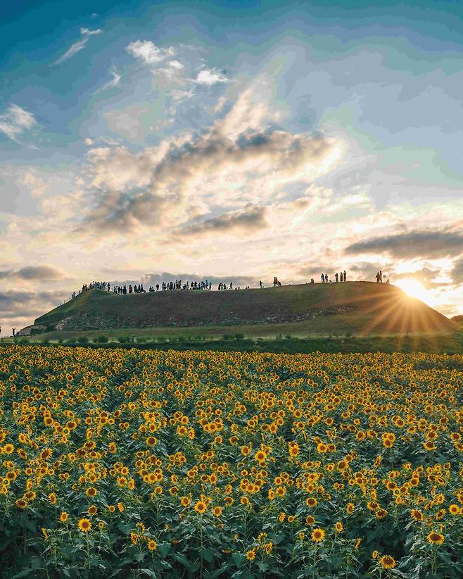 호로고루성 해바라기