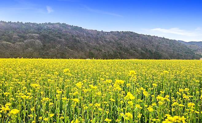 [보령=뉴시스] 보령시 웅천읍 노천리 웅천천 고수부지 유채꽃. (사진=보령시청 제공) *재판매 및 DB 금지