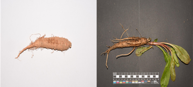 더덕(왼쪽)과 독초인 미국자리공. 산림청 국립수목원