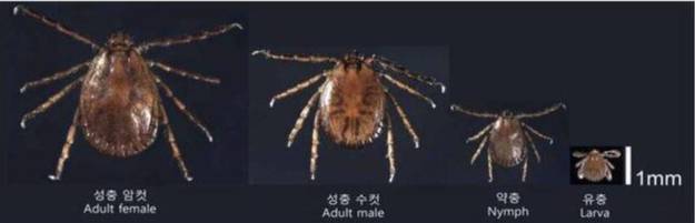 발생단계별 참진드기 모습. 질병관리청