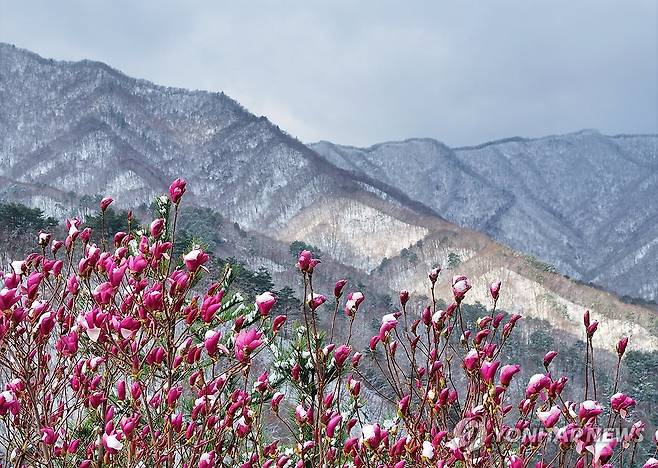 묘한 계절의 조화 (양양=연합뉴스) 양지웅 기자 = 전국 곳곳에 연일 봄눈이 내린 14일 강원 양양군 구룡령 옛길의 눈 쌓인 자목련 너머로 백두대간 설경이 펼쳐지고 있다. 2025.4.14 yangdoo@yna.co.kr