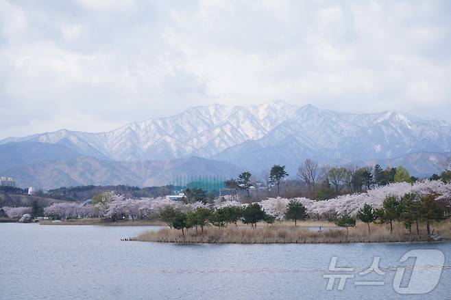 14일 강원 속초지역 대표 벚꽃 명소인 영랑호 일대에 핀 벚꽃 뒤로 설악산에 전날 내린 눈이 쌓여 있어 이색적인 풍경을 자아내고 있다.(속초시 제공, 재판매 및 DB 금지) 2025.4.14/뉴스1 ⓒ News1 윤왕근 기자