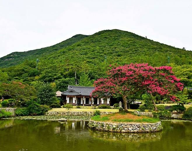 운림산방 배롱나무 전경. 전남도 제공