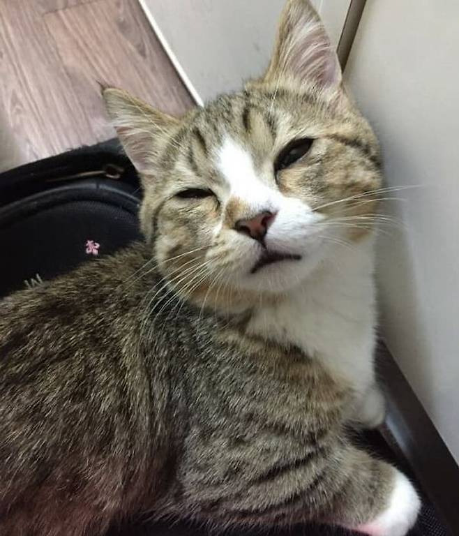 다운로드 (2).jpeg 양파때문에 눈물나오는 고양이