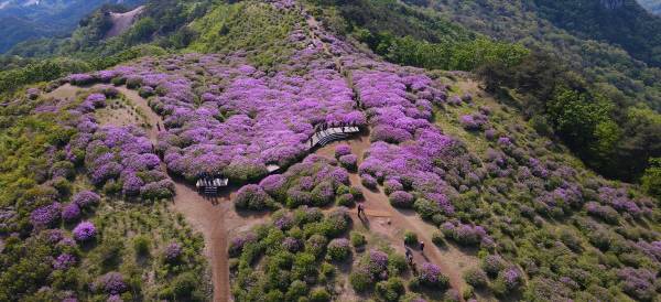 합천 황매산 일대 철쭉군락지. 합천군 제공