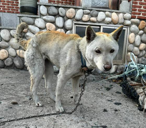 등의 털이 불빛으로 그을린, 아프고 고단한 눈빛을 한 개. 대추가 바라보며 묻는 듯했다. 산불이 났을 때 이리 타는 법 말고는 없었느냐고. 생은 소중하니 부디 그러지 않게 고민해달라고./사진=동물구조단체 도로시지켜줄개(인스타그램@everlove8282)
