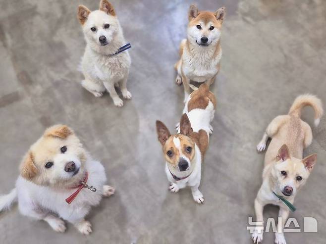 [용인=뉴시스]용인시동물보호센터에서 보호중인 유기견들(사진=용인시 제공)2025.04.15.photo@newsis.com