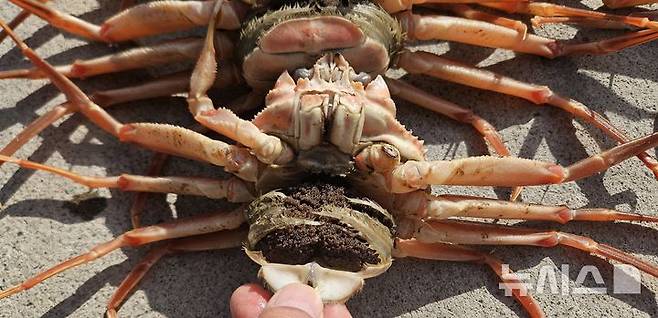 [포항=뉴시스] 안병철 기자 = 경북 포항에서 암컷대게를 포획·유통한 베트남 국적 선원 12명이 해경에 검거됐다.(사진=포항해양경찰서 제공) 2025.04.15. photo@newsis.com