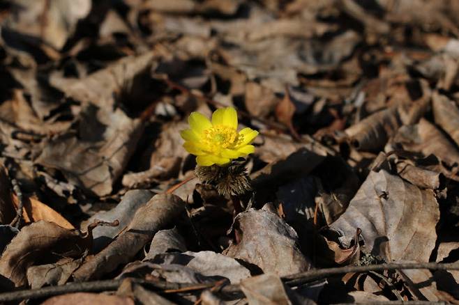 국립수목원에서 연구중인 개복수초.(사진=국립수목원)