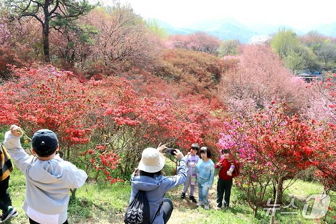 18일 전북자치도 전주시 완산공원 꽃동산을 찾은 시민들의 휴대폰 카메라로 봄 꽃을 배경으로 기념사진을 촬영하고 있다.(전주시 제공, 재판매 및 DB 금지)/뉴스1