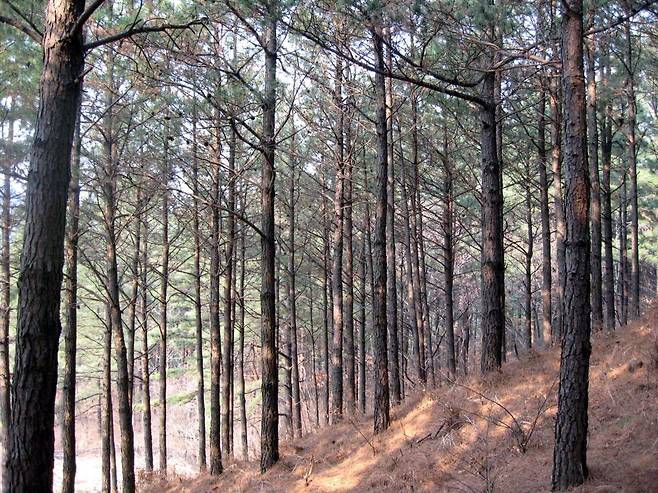 고 현신규 박사가 육종한 리기테다소나무가 숲을 이룬 대전 유성구 조림지 . 이경준 위원장 제공