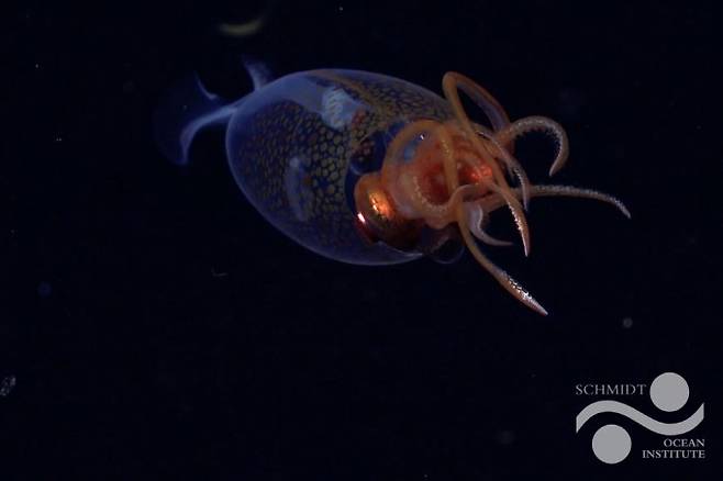 심해에서 헤엄치고 있는 새끼 남극하트지느러미오징어. Schmidt Ocean Institute 제공.