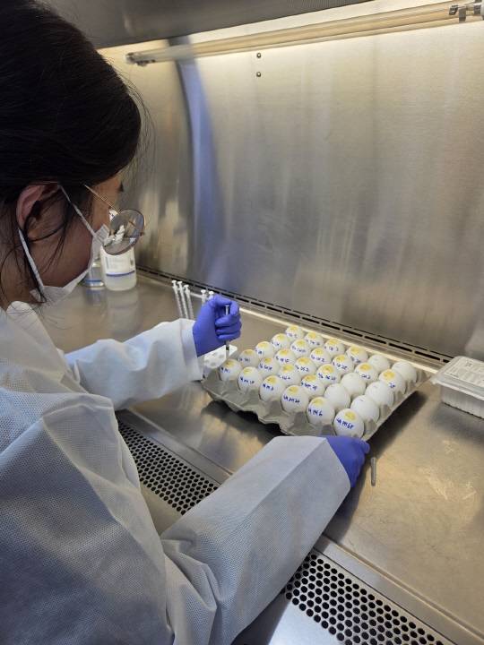 종란접종/사진제공=경기도