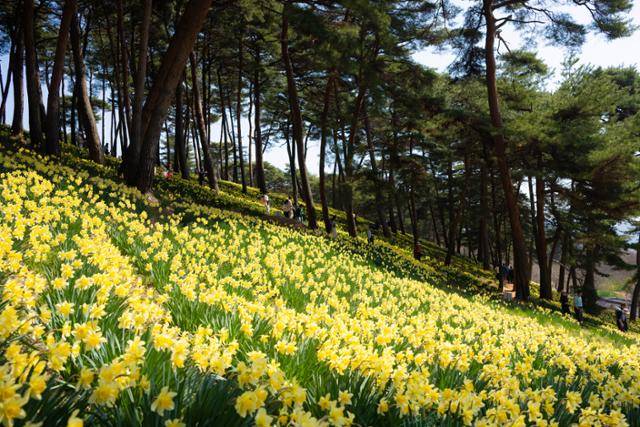 충남 서산시 유기방가옥의 수선화 언덕이 제철을 맞아 노랗게 물들었다.