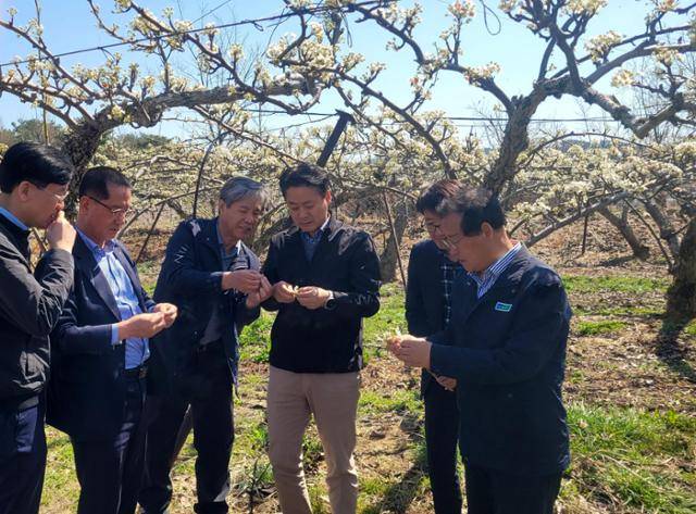 상주시와 농협 등 관계자들이 14일 상주시 사벌국면 한 배밭에서 신고배 냉ᆞ동해 피해 상황을 살펴보고 있다. 사벌농협 수출배공선회 제공