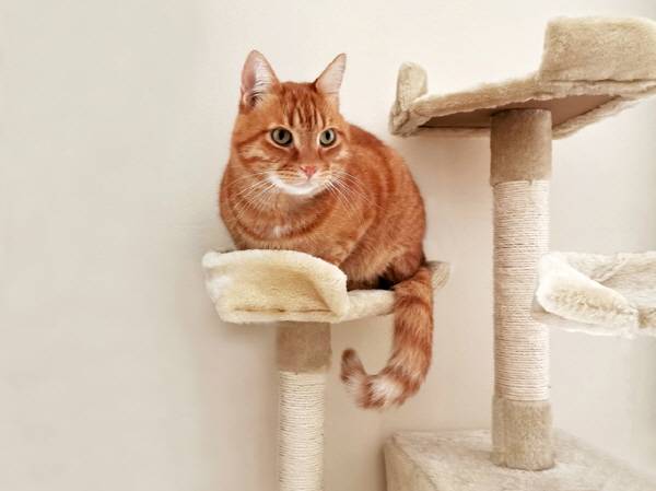 영역 동물인 고양이와 함께 이사 갈 때 보호자의 관심과 노력이 필요하다. /사진=게티이미지뱅크