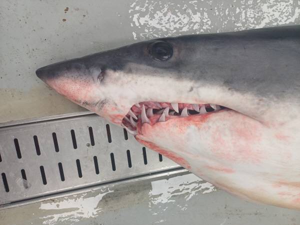 우리나라 연근해에서 혼획된 청상아리. 국립수산과학원 제공