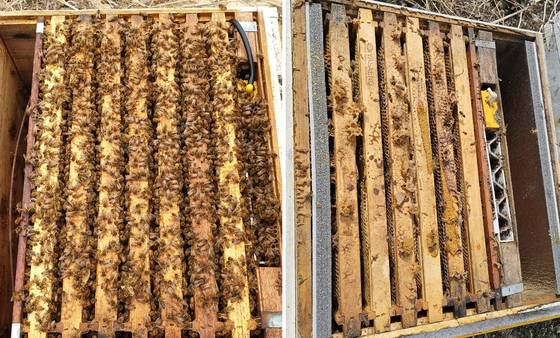 A beehive full of bees before hibernation is seen in October last year, left, and there are almost no bees left in the beehive in March, right. [KIM BYUNG-CHEOL]