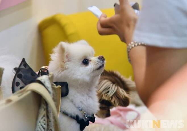 쿠키뉴스 사진자료.