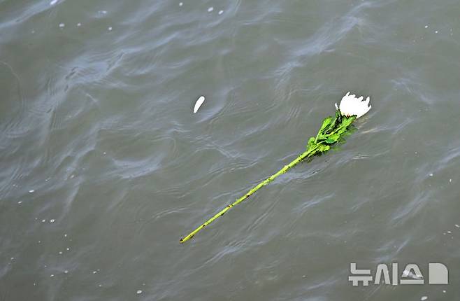 [진도=뉴시스] 김혜인 기자 = 세월호 참사 11주기인 16일 오전 전남 진도군 맹골수도에서 열린 선상추모식 중 세월호 참사 유족이 사고 해역에 던진 추모 국화가 바다에 떠다니고 있다. 2025.04.16. hyein0342@newsis.com