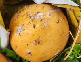 가루깍지벌레 피해를 본 배. 농촌진흥청