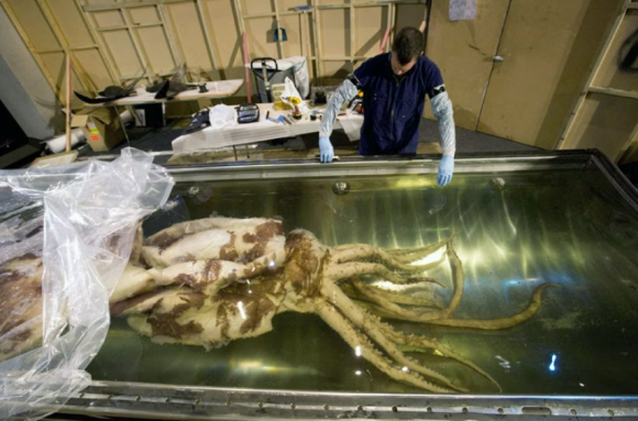 2007년에도 뉴질랜드에서 포획된 뒤 박물관에 전시되기 위해 표본으로 만들어지는 남극하트지느러미오징어(콜로살 오징어). 뉴질랜드 국립박물관 테 파파(Te Papa) 제공.