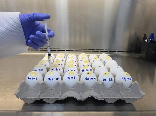 조류인플루엔자 바이러스 검사 [경기도 제공. 재판매 및 DB 금지]