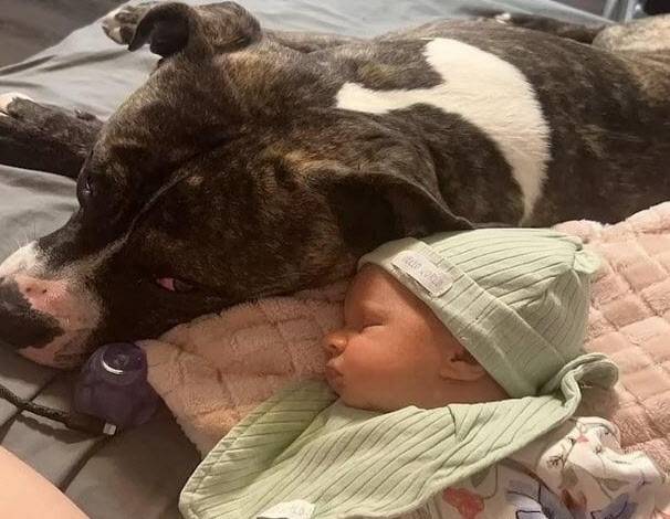 개물림 사고로 사망한 아기가 생전 핏불테리어 곁에서 자고 있는 모습. 사진=페이스북 캡처