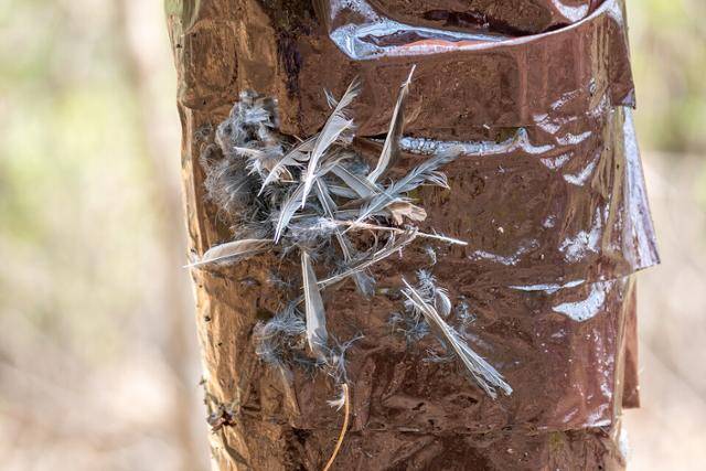 서울 은평구 봉산 나무에 설치된 끈끈이 롤트랩에 조류가 붙었던 흔적이 남아 있다. 봉산생태조사단 제공