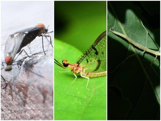 도심에서 대발생하고 있는 붉은등우단털파리(러브버그, 왼쪽부터), 동양하루살이(팅커벨), 대벌레. 뉴시스, 국립생물자원관, 한국일보 자료사진