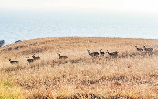 굴업도의 ‘개머리언덕’. 백패킹을 하다가 꽃사슴 무리의 행렬을 마주했다. 그 모습이 신비롭다.