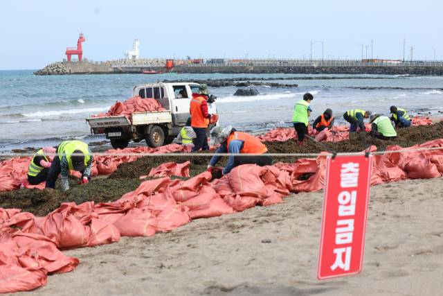16일 오전 제주시 이호해수욕장에 미역이 대량으로 파도에 떠밀려와 제주시 바다환경지킴이가 수거작업을 하고 있다. 연합뉴스