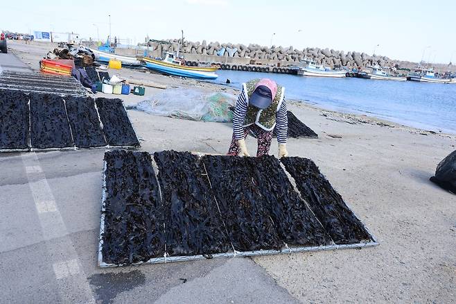 미역 말리는 영덕군 영덕읍 노물리 주민 [촬영 손대성]
