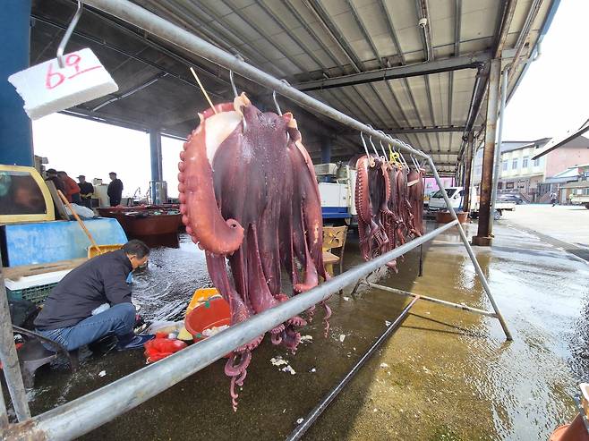 대문어 위판 중인 강원 고성군 대진항 [촬영 류호준]
