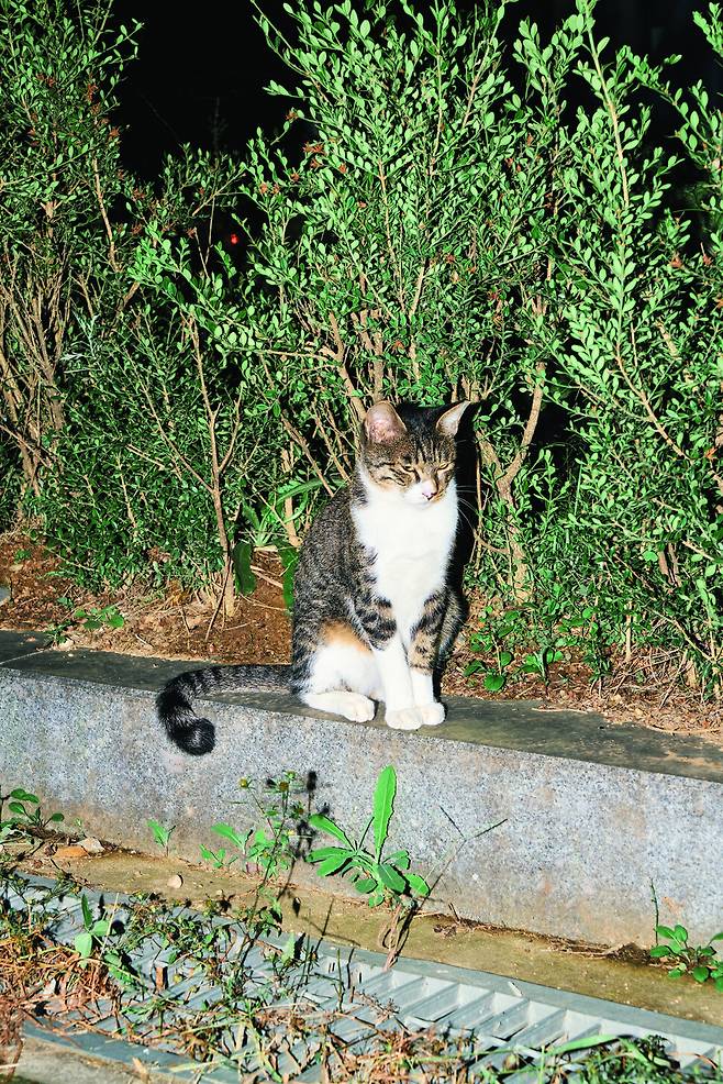 ‘도시의 동물들’은 이지양 사진 작가와의 협업 작업이다. 아래 설명은 책에 작가가 작성한 메모. “작업실 앞마당에 앉아 있던 고양이 ‘냐냐’가 찰칵 플래시가 번쩍이자 눈을 제대로 뜨지 못한 채 카메라를 바라보았다. ―2021년 10월 13일 경기도 파주시 아울렛 작업실 앞” ⓒ 이지양, 사계절 제공
