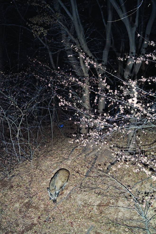 “집 뒷산에 멧돼지 여러 마리가 살고 있다. 봄에 보았던 그 새끼 멧돼지일까? 제법 자라서 이제 혼자 다닌다. ―2024년 1월 6일 서울특별시 종로구 구기동 주택 단지” ⓒ 이지양, 사계절 제공
