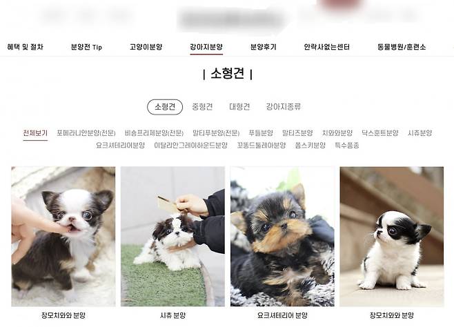 온라인에서 성업하고 있는 신종펫숍 /사진=온라인 캡쳐