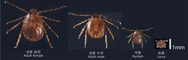 발생단계별 참진드기 모습. [질병관리청 제공]