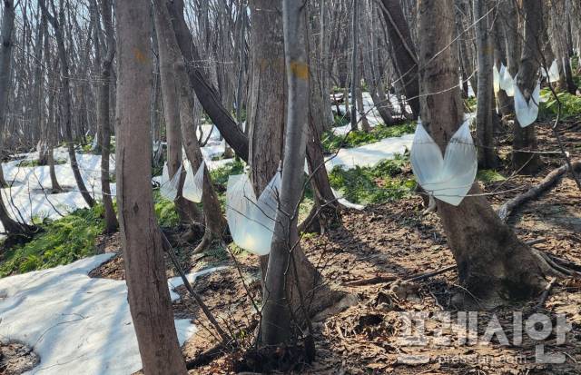 ▲18일 고로쇠 수액 채취가 사실상 끝났는데도 비닐 등 기자재가 나무에 매달려 있다. ⓒ독자제공