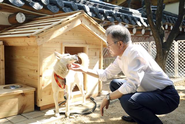 2018년 10월 문재인 전 대통령이 풍산개 곰이를 쓰다듬고 있는 모습. 사진 제공=청와대