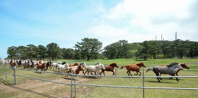 오늘(19일) 5.16도로변 제주마 방목지에서 개막한 '2025 제주마 입목문화축제'의 모습 (사진, 제주자치도 제공)