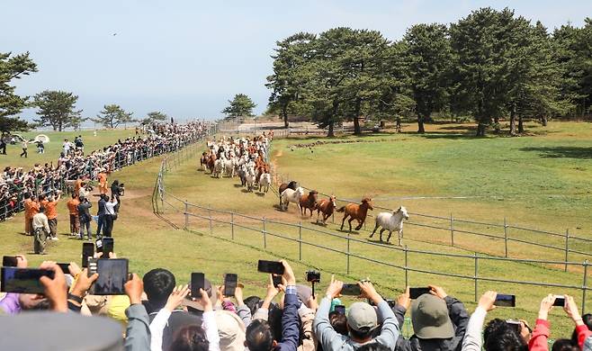 오늘(19일) 5.16도로변 제주마 방목지에서 개막한 '2025 제주마 입목문화축제'의 모습 (사진, 제주자치도 제공)
