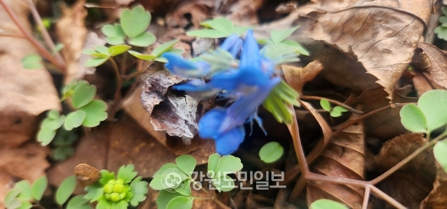 ▲ 4월에 피는 붉은색 계열의 갈퀴현호색