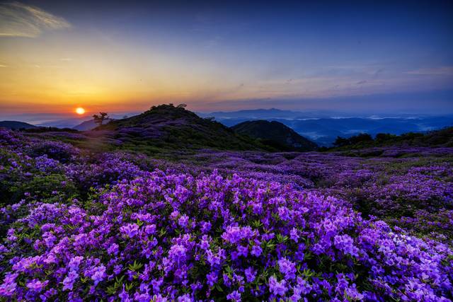 산청·합천 황매산 철쭉. 경남도청 제공