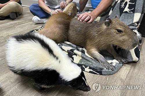 미국 플로리다 카피바라 카페 [AP 연합뉴스 자료사진]