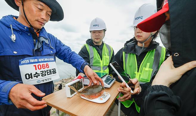 세계일보 주최로 19일 충남 당진드론산업지원센터 앞 석문방조제 일원에서 제8회 세계드론낚시대회가 열린 가운데 1위를 기록한 여수강태공 팀이 낚은 도다리를 계량하고 있다.