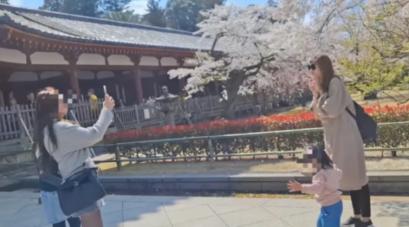 대만 국적으로 추정되는 여성이 일본 관광지에서 ‘인생 사진’을 찍으려 일부러 벚나무를 강하게 흔드는 모습의 영상이 SNS에서 확산하면서 논란이 됐다. 스레드 캡처