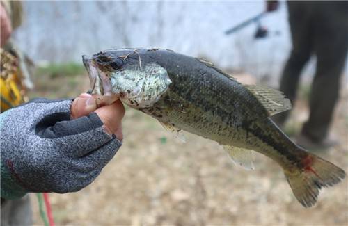 삼가저수지서 잡아올린 큰입배스 [속리산사무소 제공. 재판매 및 DB금지]